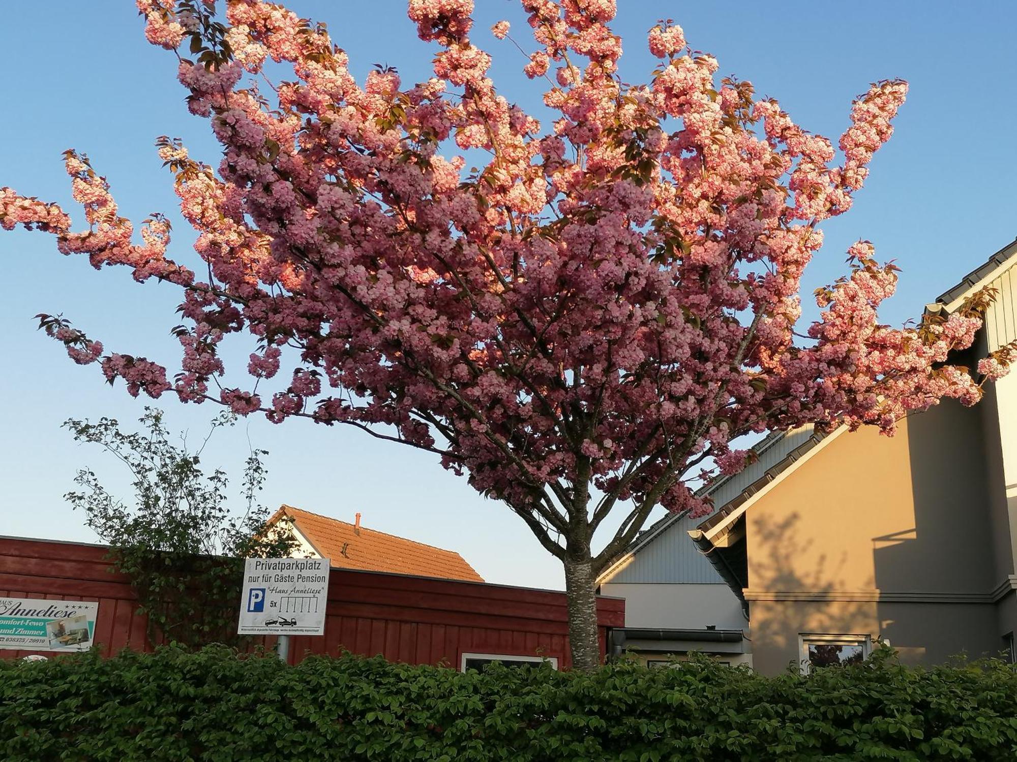 Pension Haus Anneliese Uckeritz Exterior photo